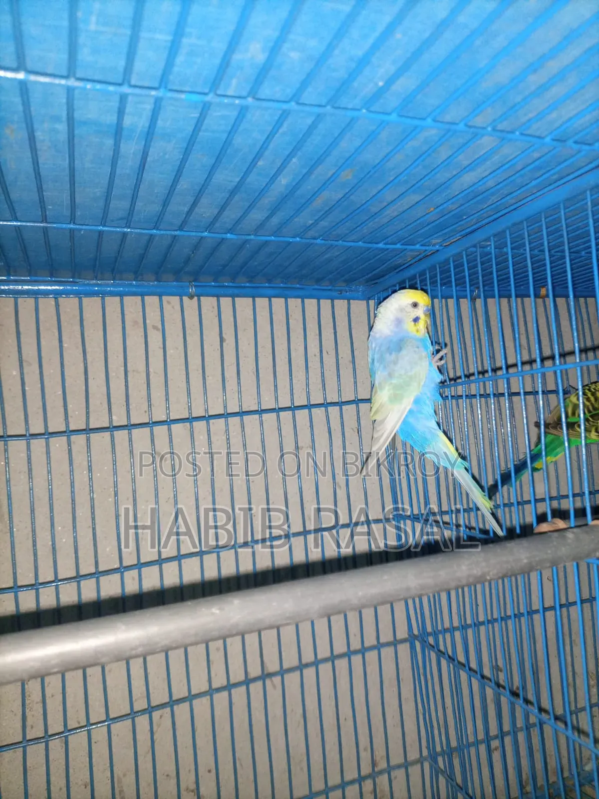 Rainbow Budgerigar