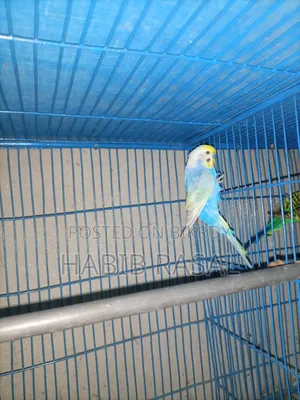 Rainbow Budgerigar
