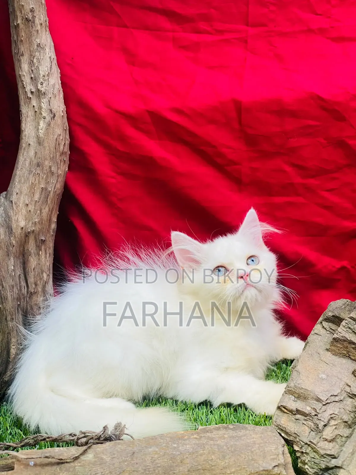 ১-৩ মাস বয়সী পুরুষ খাঁটি পার্সিয়ান বিড়ালছানা