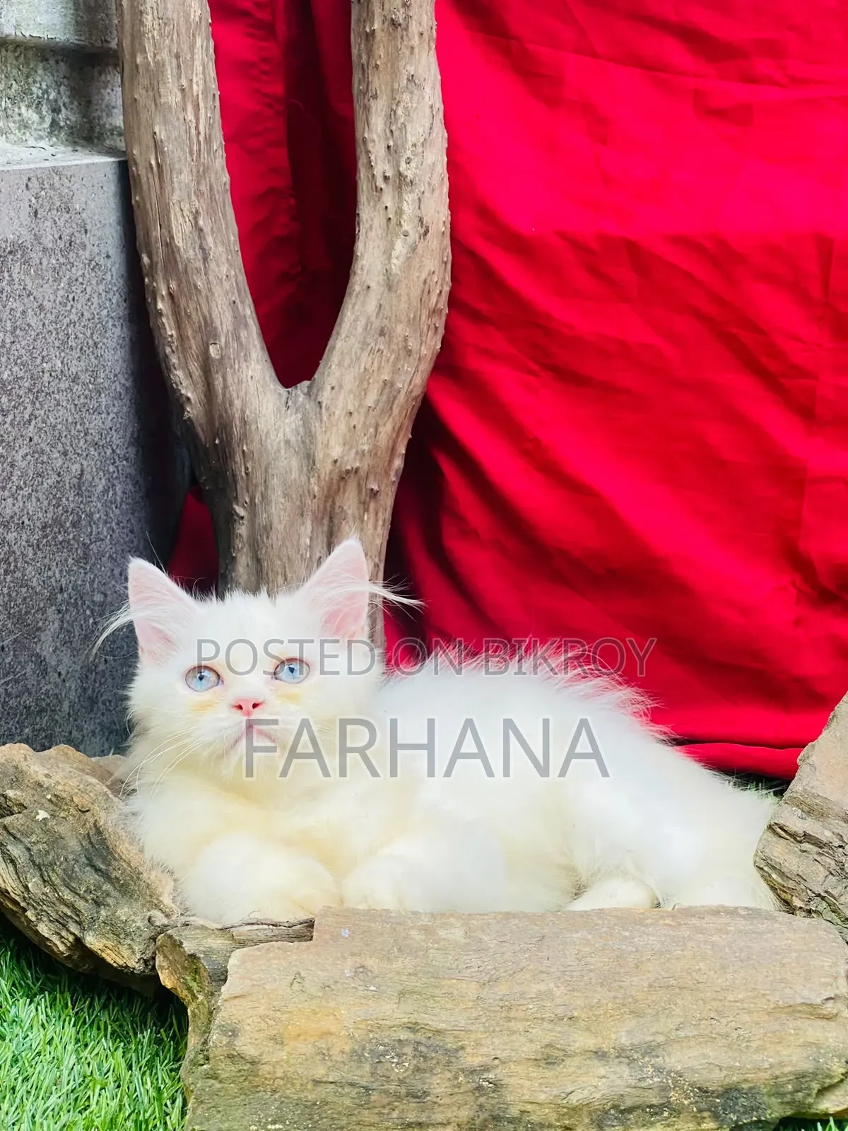 ১-৩ মাস বয়সী পুরুষ খাঁটি পার্সিয়ান বিড়ালছানা