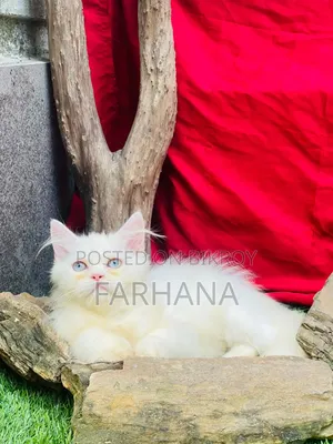 ১-৩ মাস বয়সী পুরুষ খাঁটি পার্সিয়ান বিড়ালছানা
