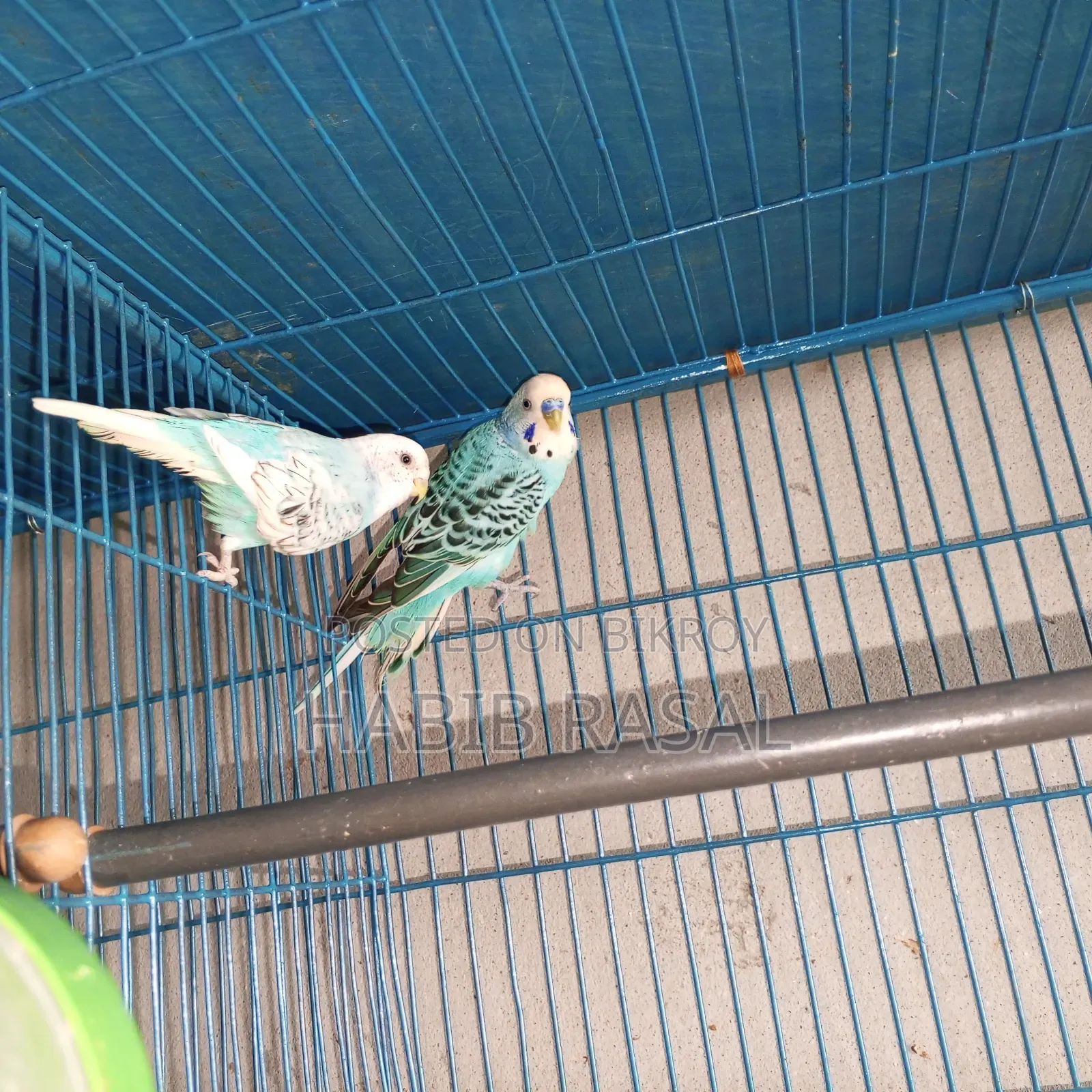 Budgerigar Bird Sale