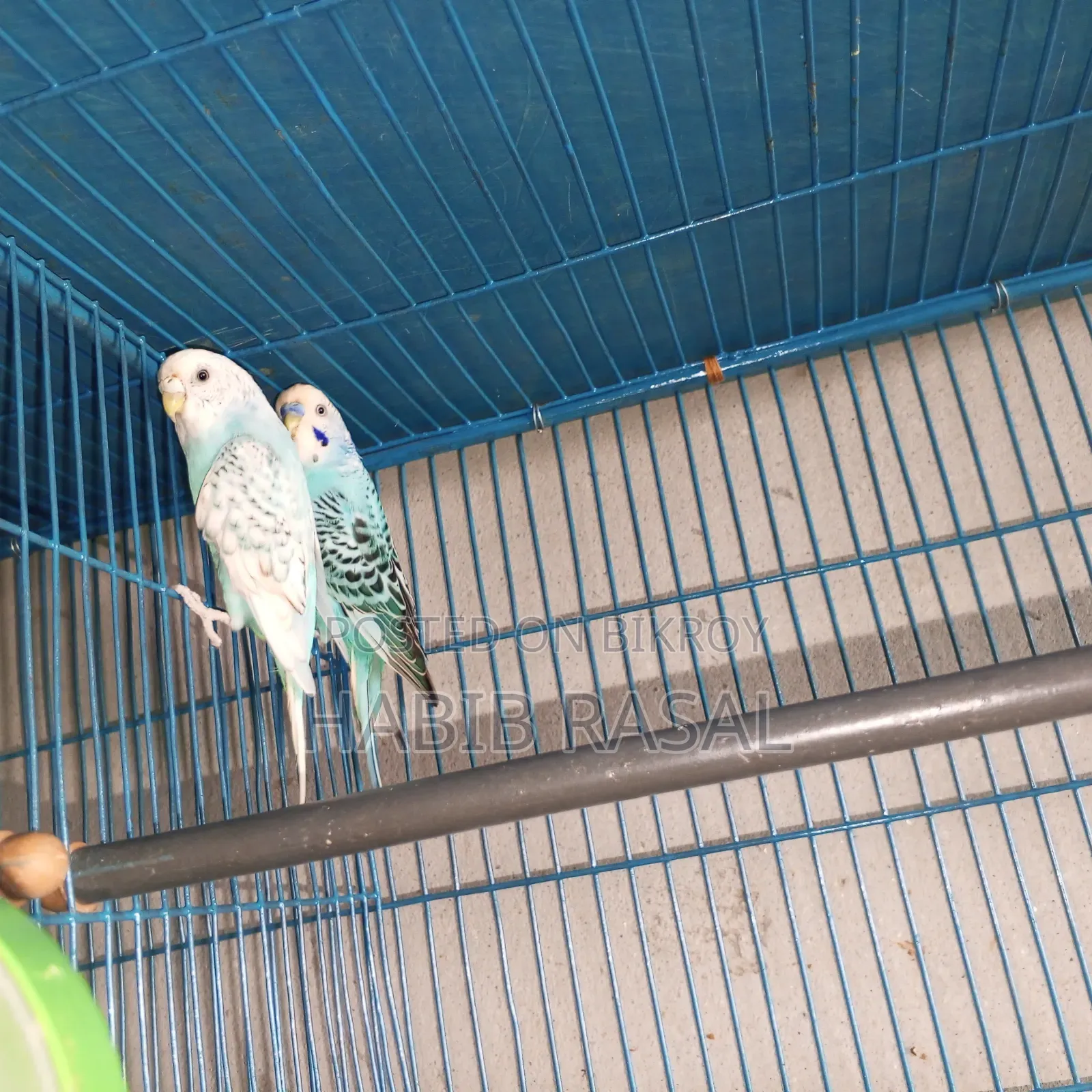 Budgerigar Bird Sale