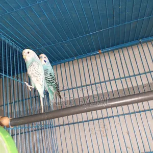 Budgerigar Bird Sale