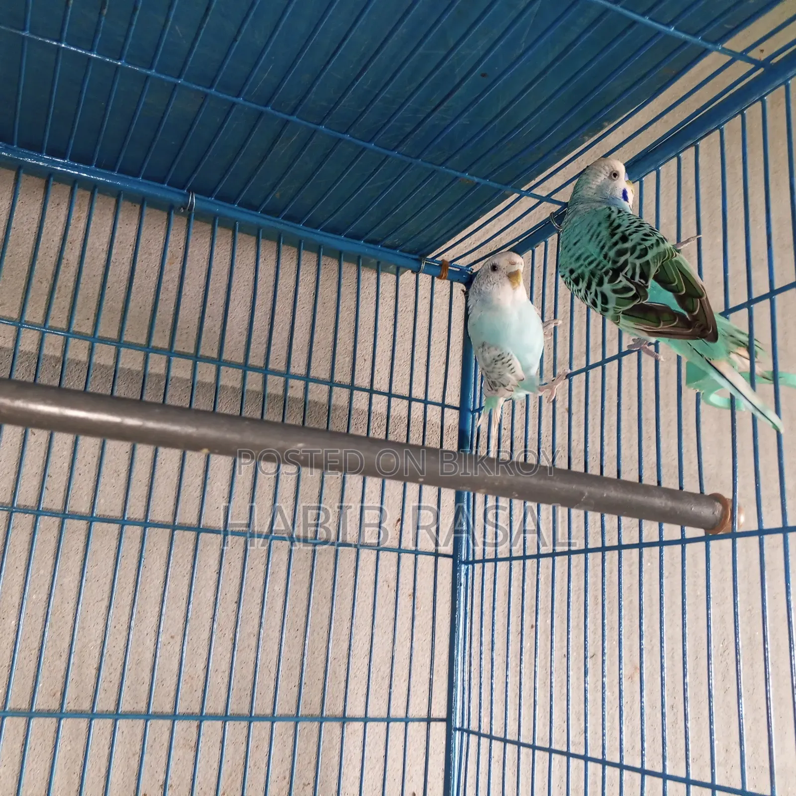 Budgerigar Bird Sale