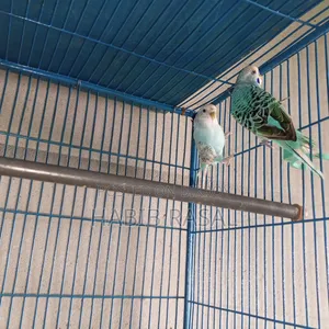 Budgerigar Bird Sale