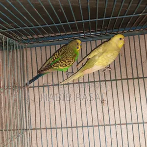 Budgerigar Bird Sale