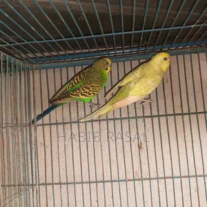 Budgerigar Bird Sale