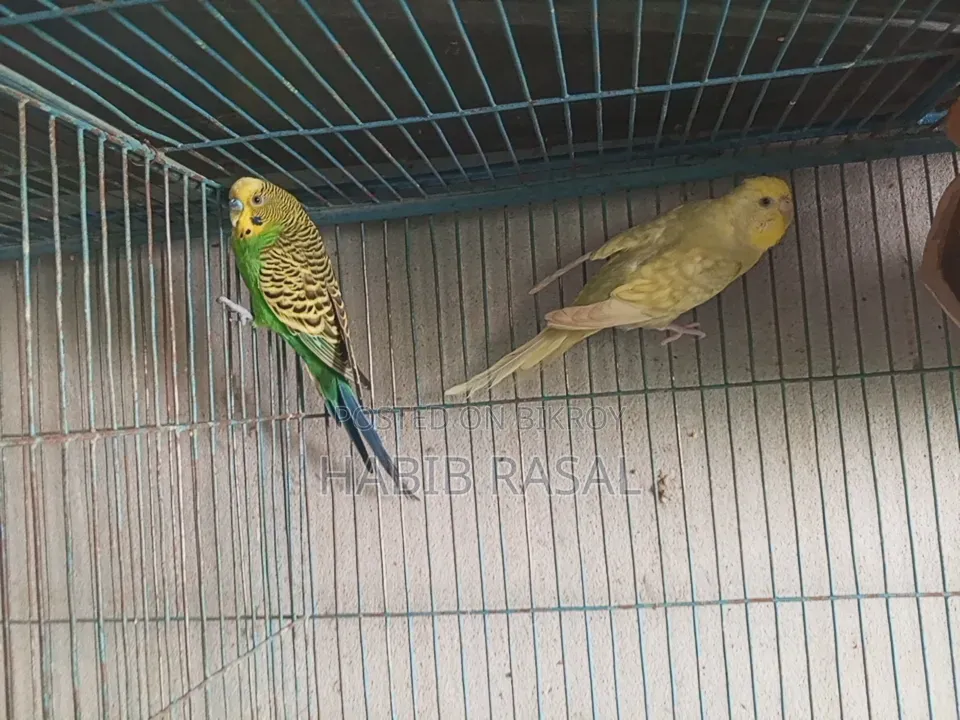 Budgerigar Bird Sale