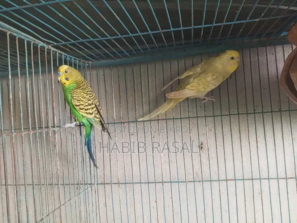 Budgerigar Bird Sale