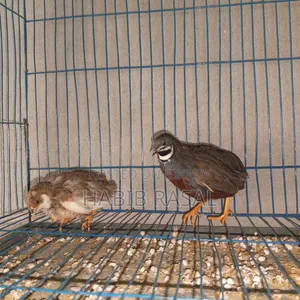 Some King Quail Birds for Sale