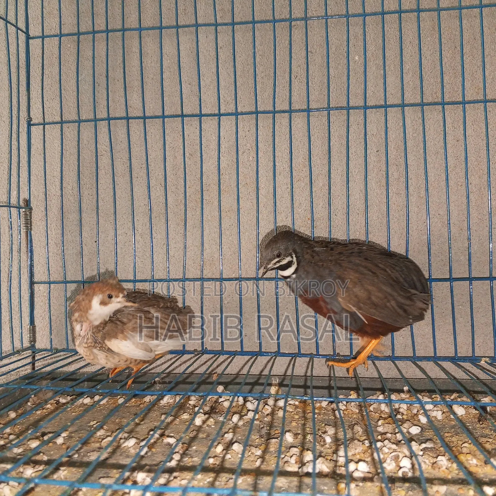 Some King Quail Birds for Sale