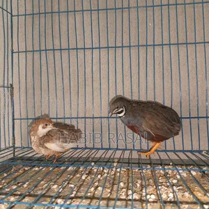 Some King Quail Birds for Sale