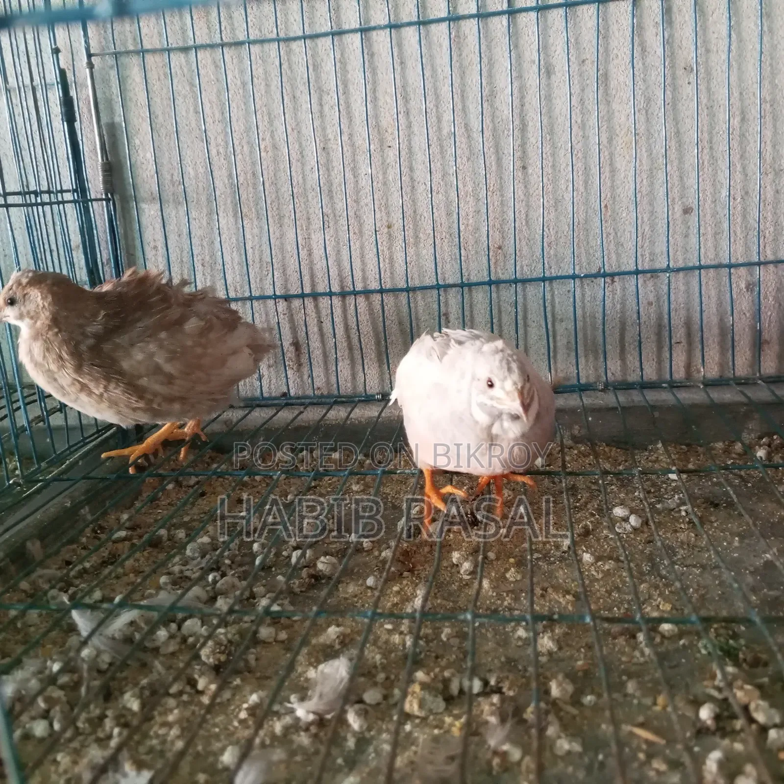 Some King Quail Birds for Sale