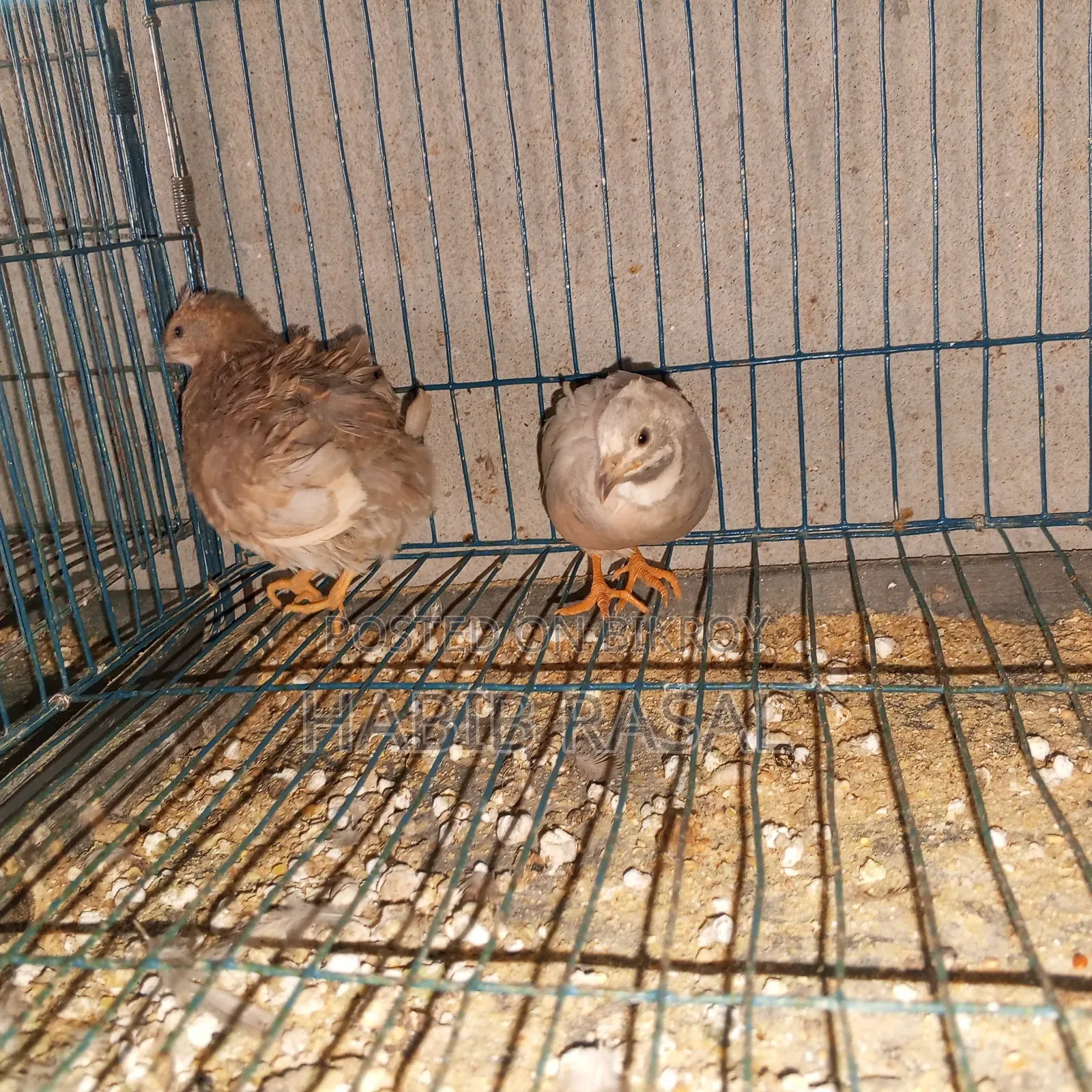 Some King Quail Birds for Sale