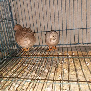 Some King Quail Birds for Sale