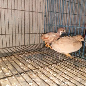 Some King Quail Birds for Sale