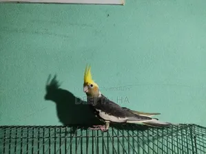 Cockatiel Bird Female Age 2 months+ Healthy Active Cockatiel Birds Age 2 months+