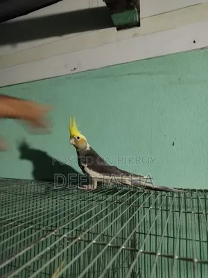 Cockatiel Bird Female Age 2 months+ Healthy Active Cockatiel Birds Age 2 months+