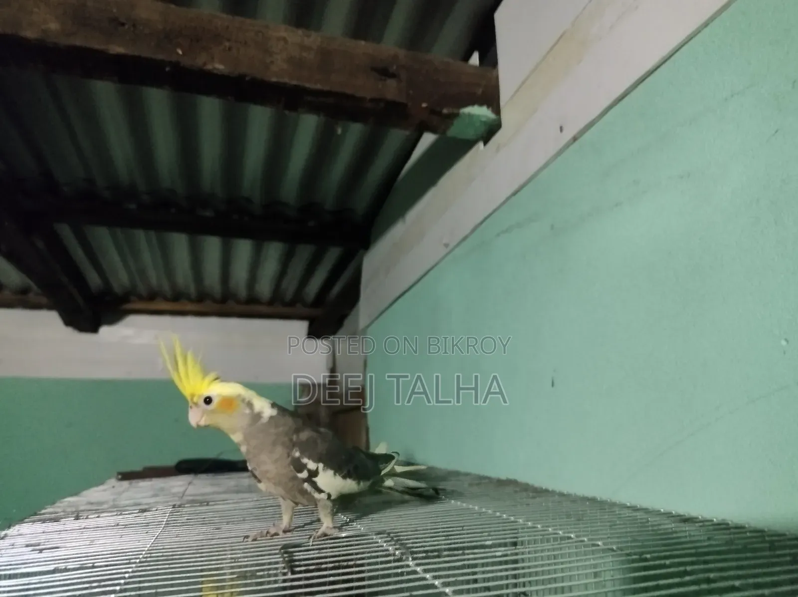 Cockatiel Bird Female Age 2 months+ Healthy Active Cockatiel Birds Age 2 months+
