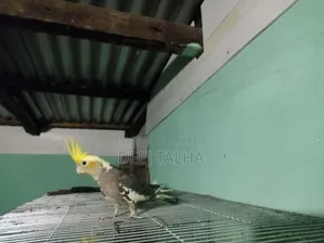 Cockatiel Bird Female Age 2 months+ Healthy Active Cockatiel Birds Age 2 months+