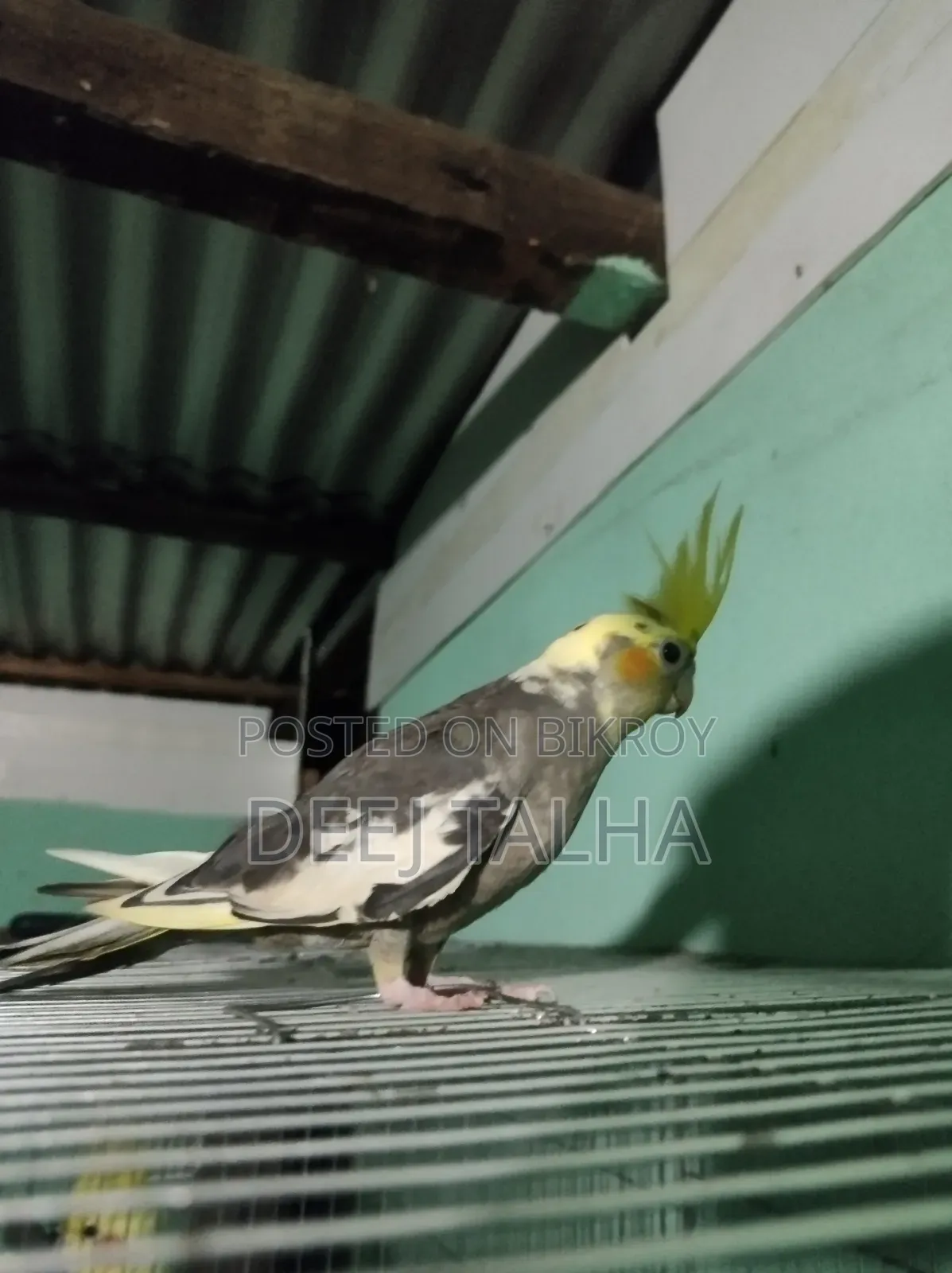Cockatiel Bird Female Age 2 months+ Healthy Active Cockatiel Birds Age 2 months+