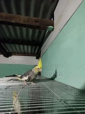 Cockatiel Bird Female Age 2 months+ Healthy Active Cockatiel Birds Age 2 months+