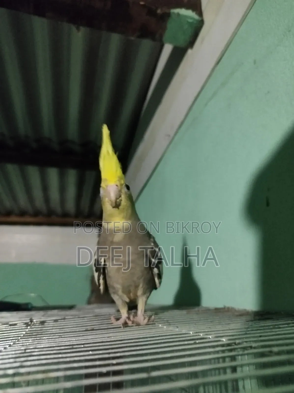 Cockatiel Bird Female Age 2 months+ Healthy Active Cockatiel Birds Age 2 months+
