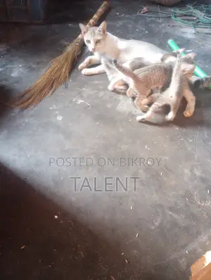 1-3 months Male Mixed Breed Bengal