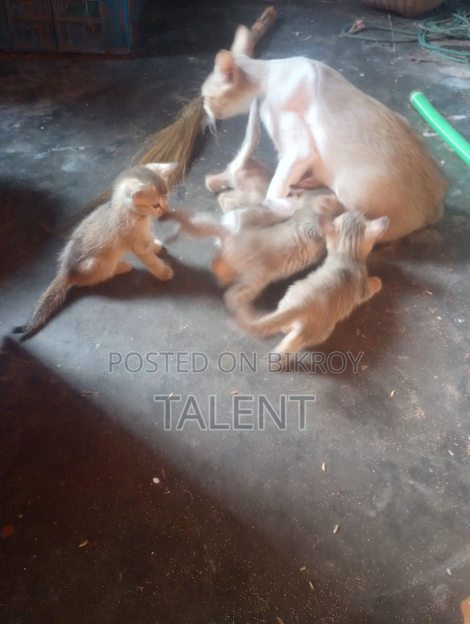 1-3 months Male Mixed Breed Bengal