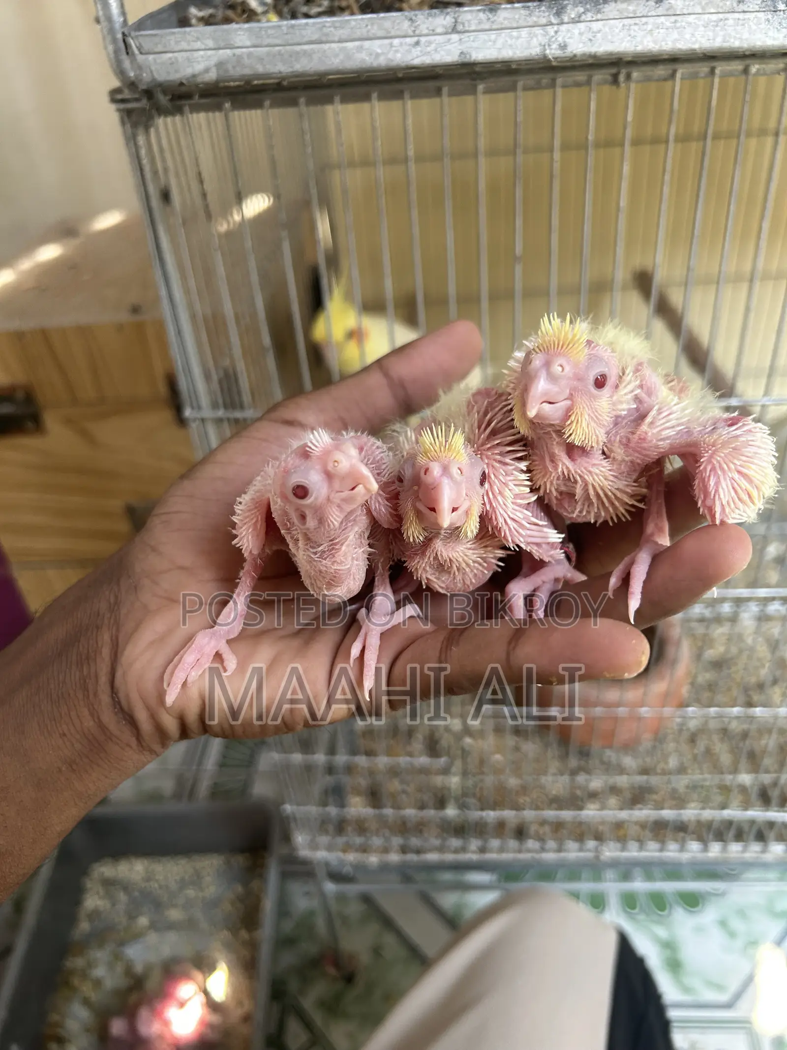 Cockatiel Babies
