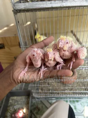 Cockatiel Babies