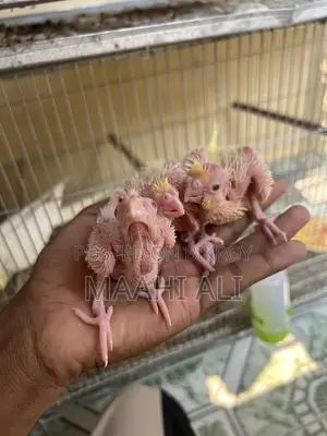 Cockatiel Babies