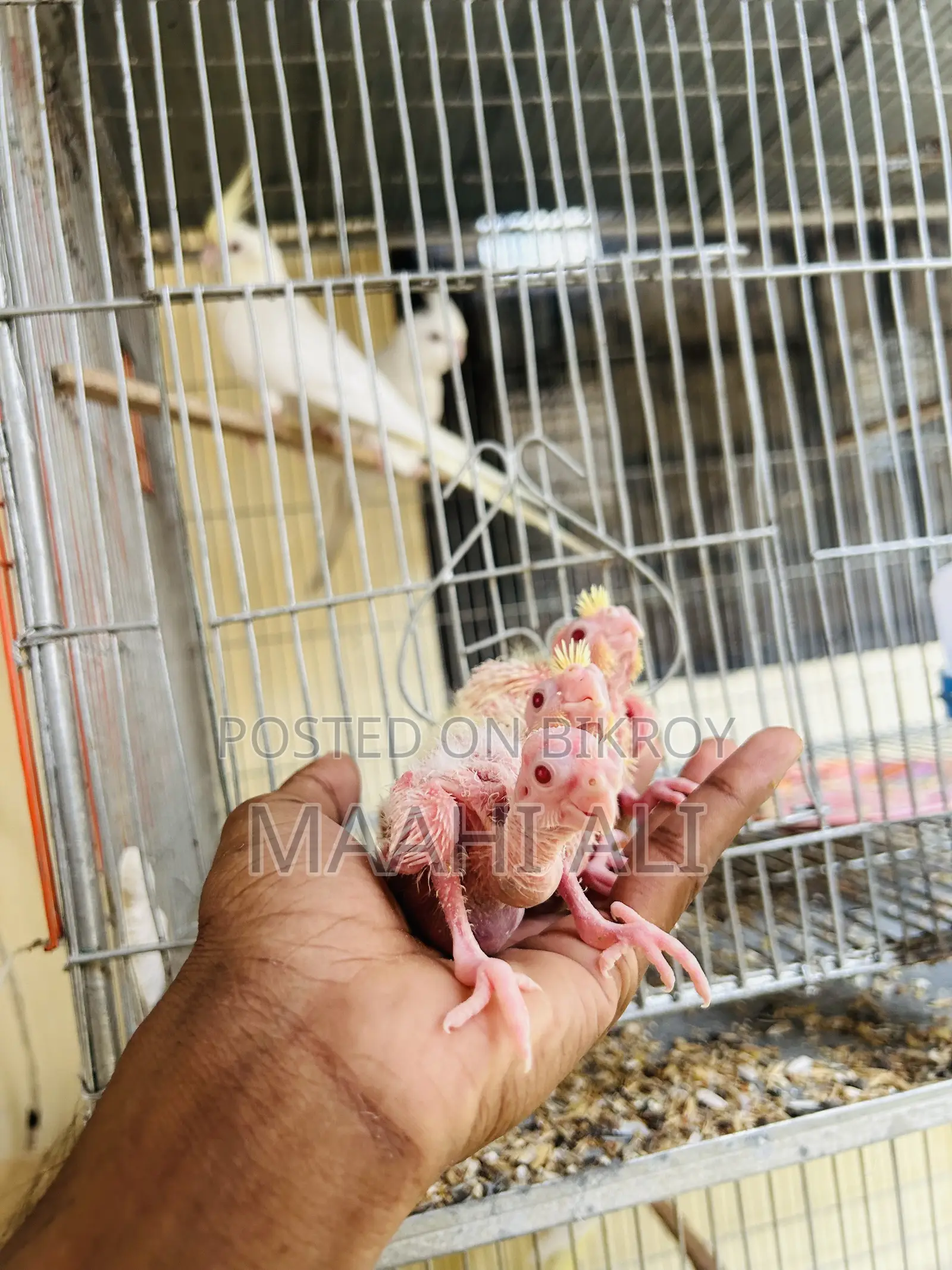 Cockatiel Babies