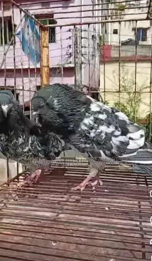 Pakistani Dabwala Master Pair