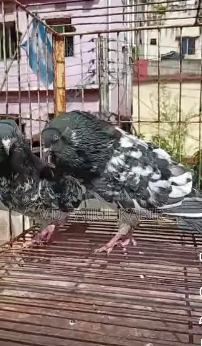 Pakistani Dabwala Master Pair