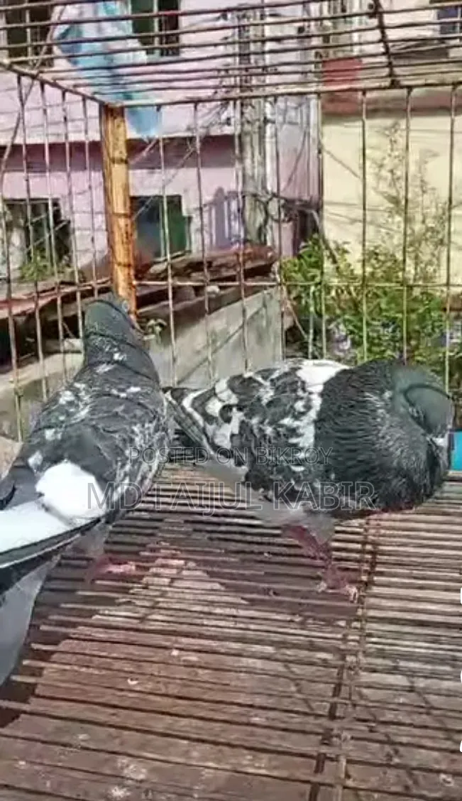 Pakistani Dabwala Master Pair