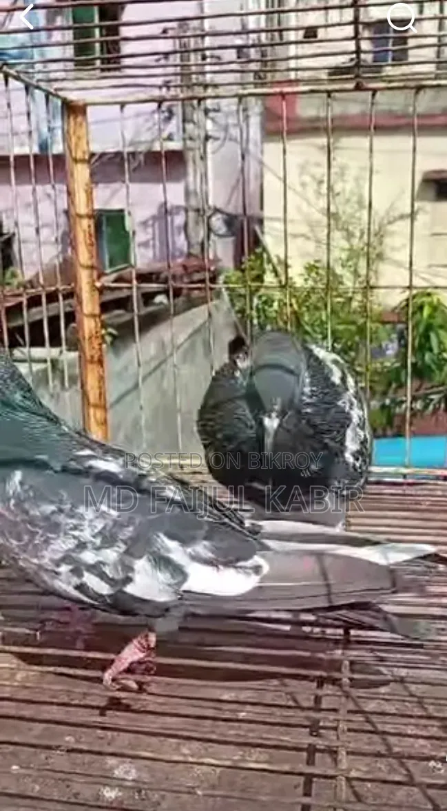 Pakistani Dabwala Master Pair