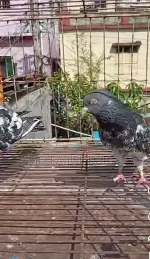 Pakistani Dabwala Master Pair