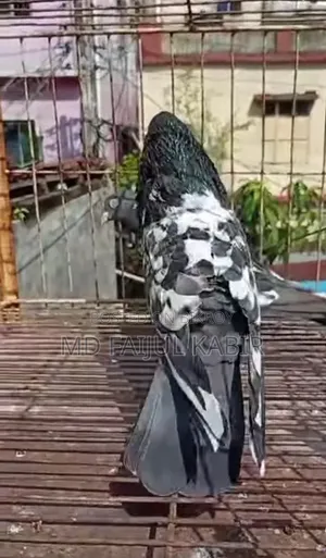 Pakistani Dabwala Master Pair