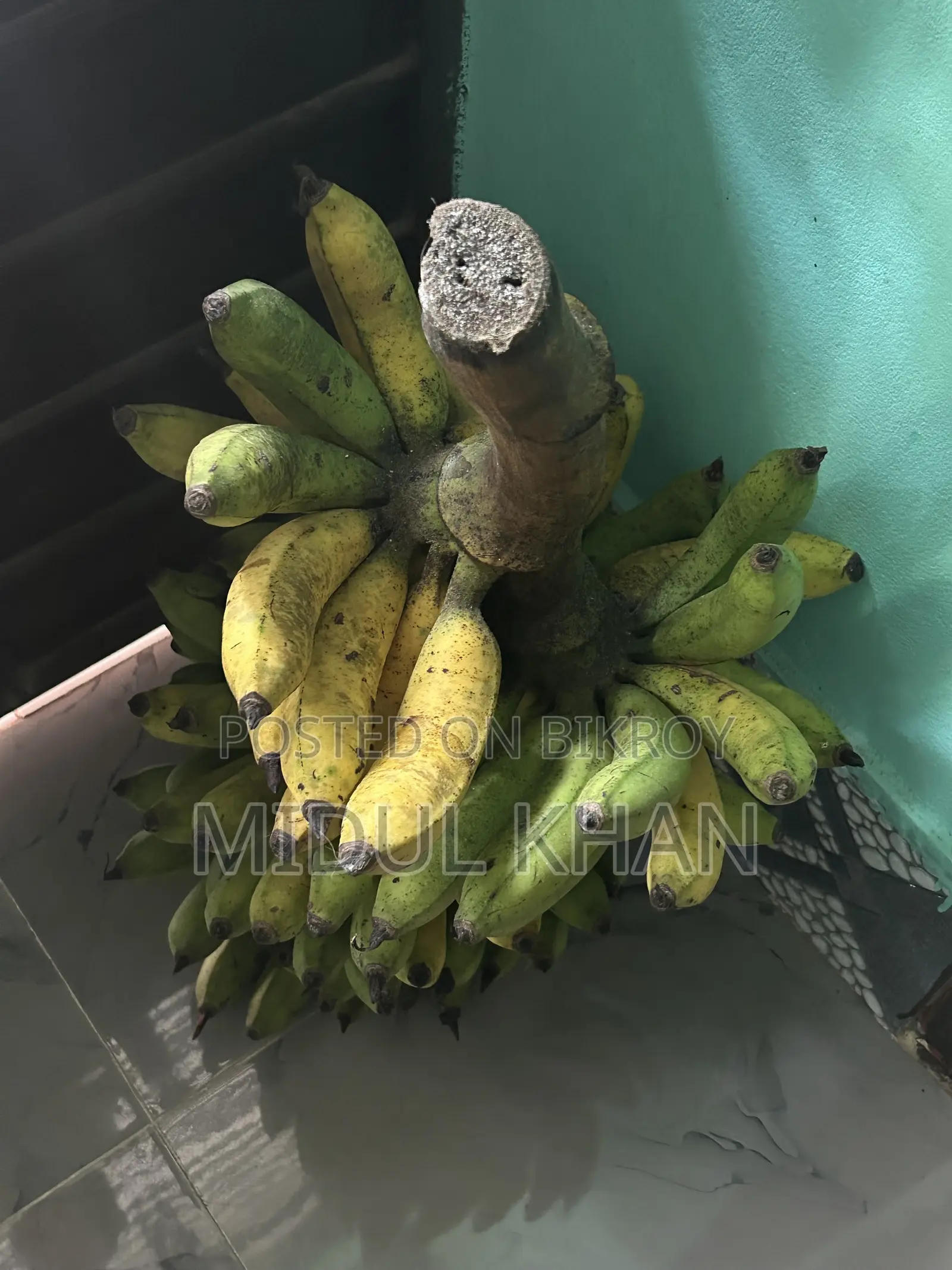 All types of improved variety bananas are sold here.