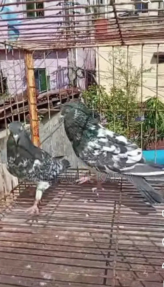Pakistani Dabwala Master Pair