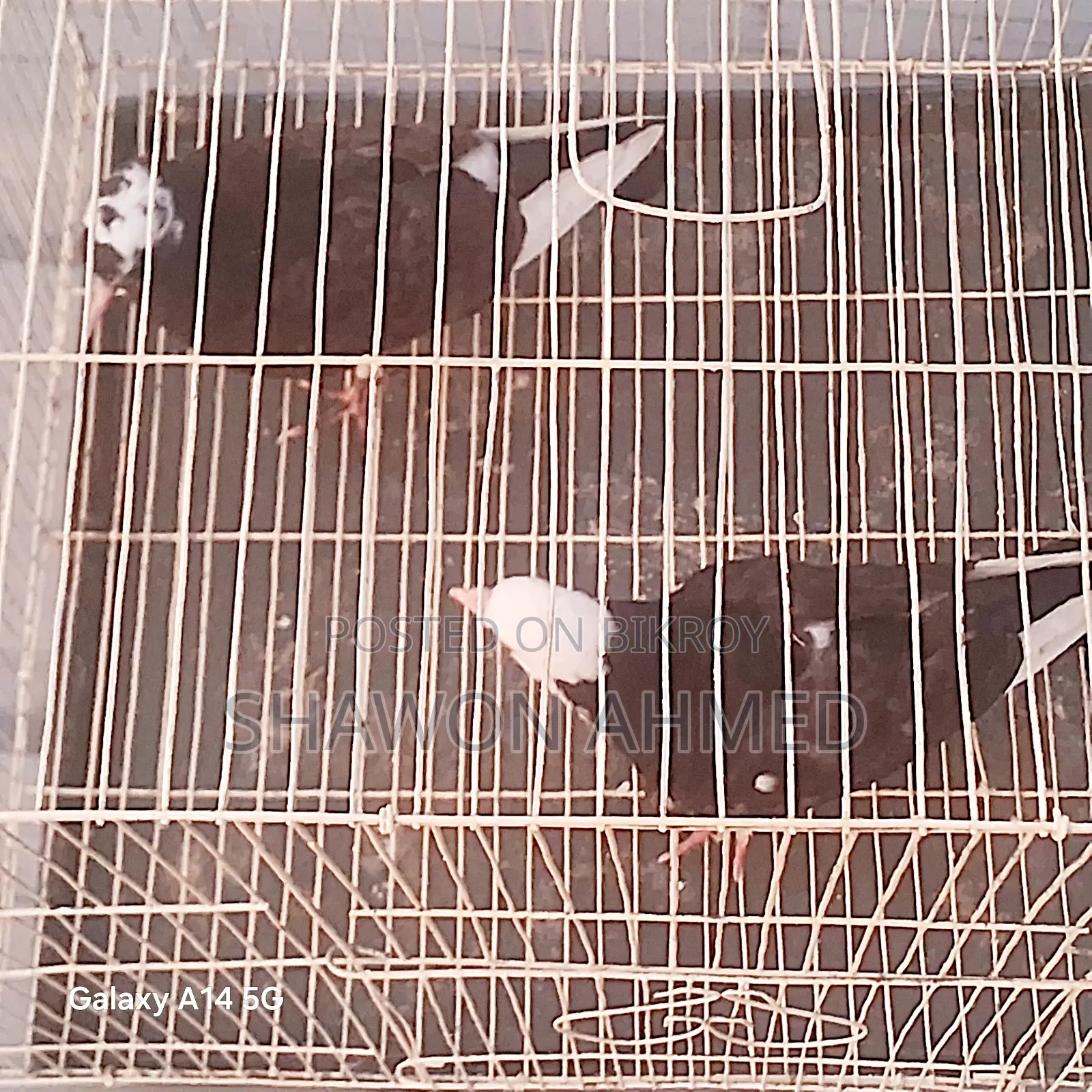 Giribaj Pigeon Chick