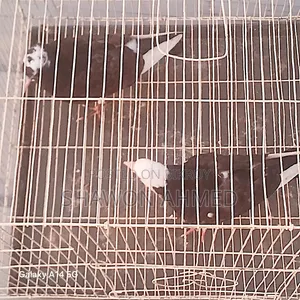 Giribaj Pigeon Chick