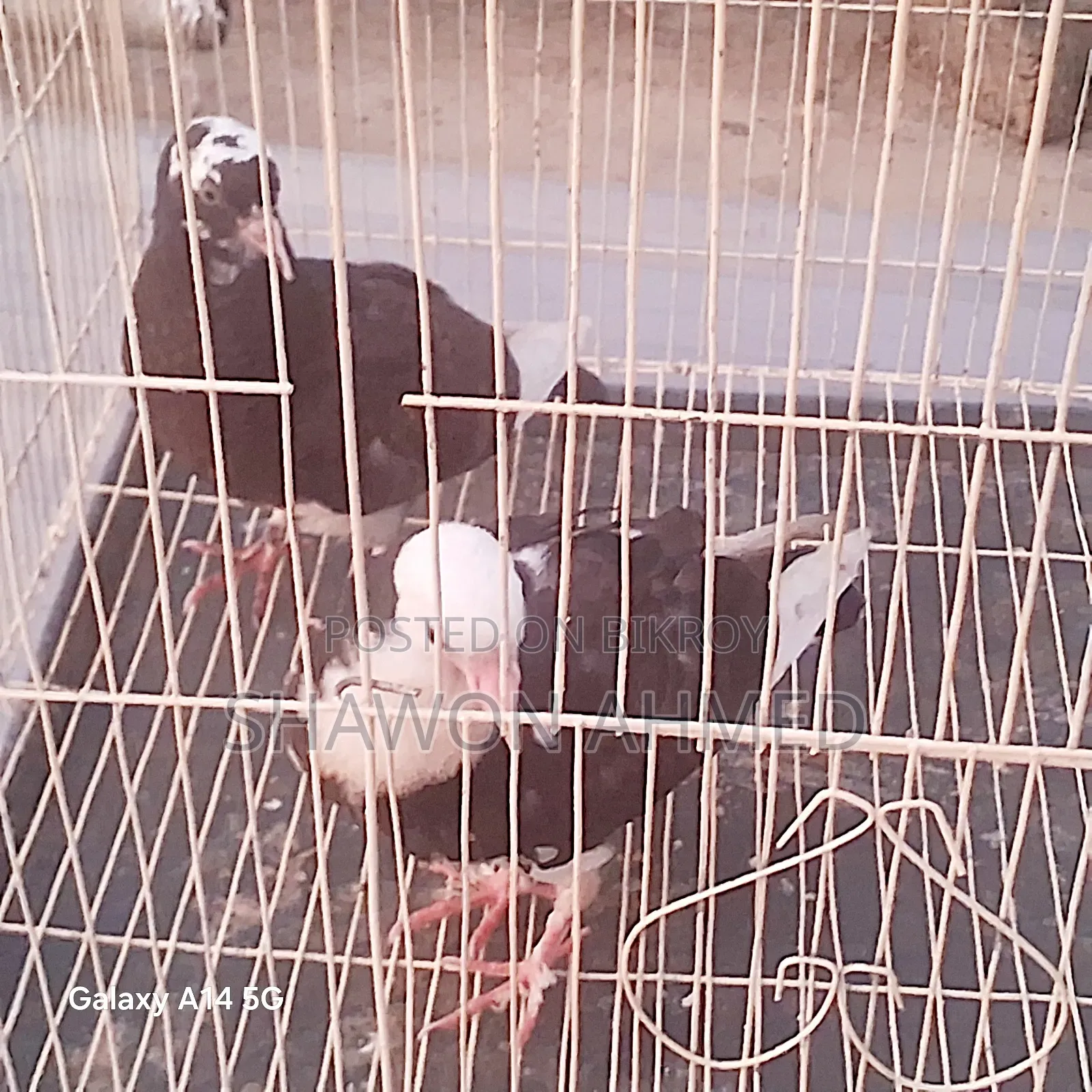 Giribaj Pigeon Chick