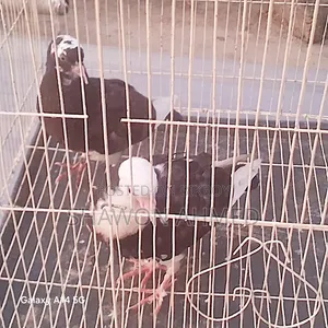 Giribaj Pigeon Chick