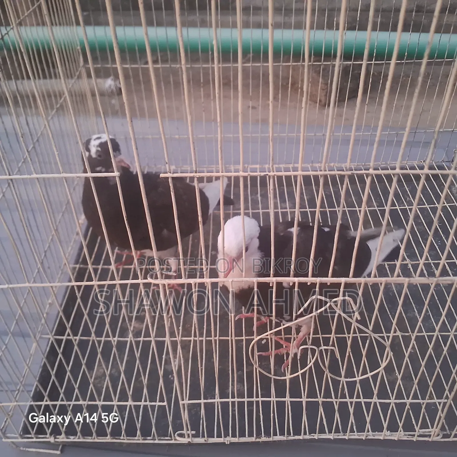 Giribaj Pigeon Chick