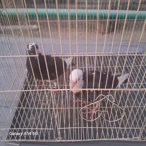 Giribaj Pigeon Chick