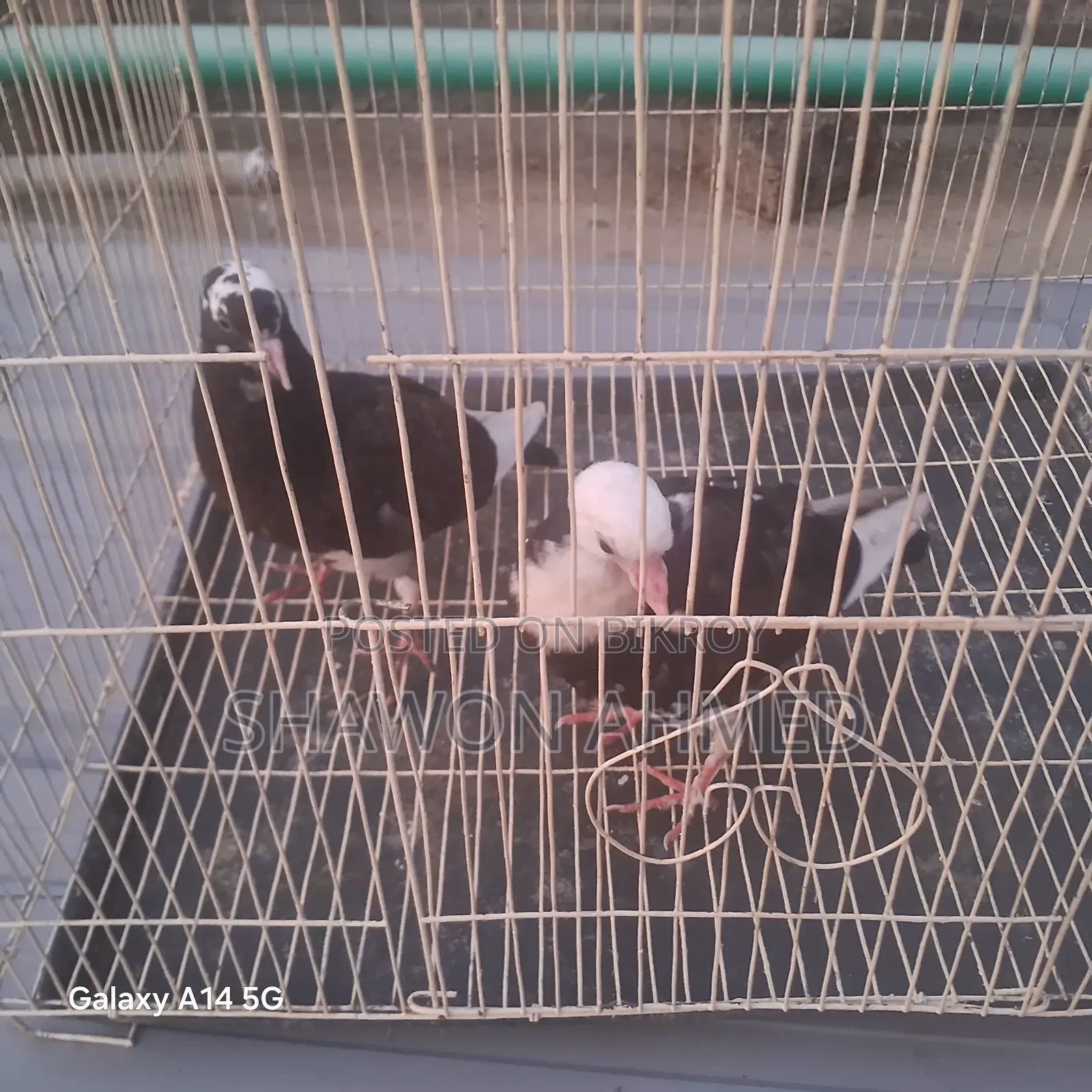 Giribaj Pigeon Chick