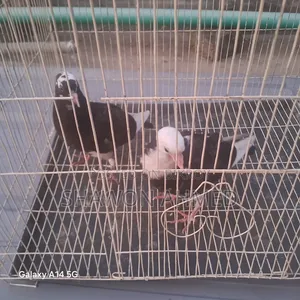 Giribaj Pigeon Chick